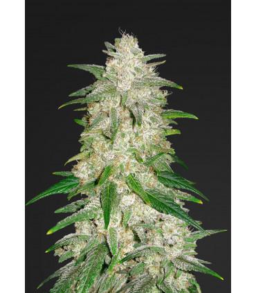 Gelato Auto (Fastbuds)