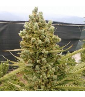 Auto Malawi x Northern Lights (ACE Seeds)