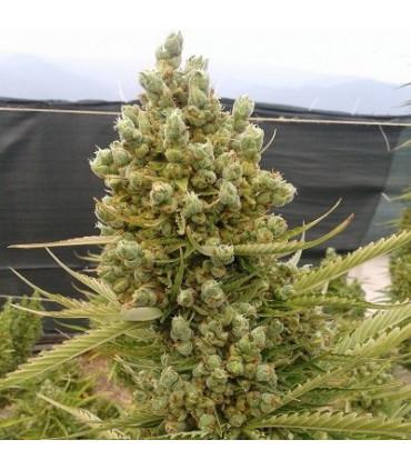 Auto Malawi x Northern Lights (ACE Seeds)