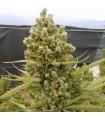Auto Malawi x Northern Lights