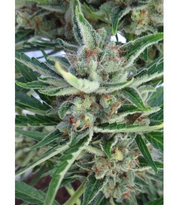 Auto Malawi x Northern Lights (ACE Seeds)