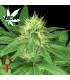 Bubba Kush