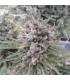 Auto Malawi x Northern Lights (ACE Seeds)