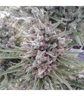 Auto Malawi x Northern Lights (ACE Seeds)