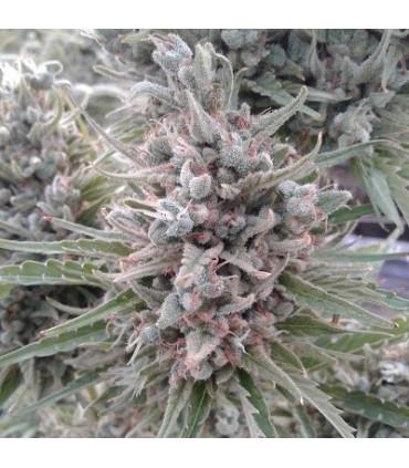 Auto Malawi x Northern Lights (ACE Seeds)