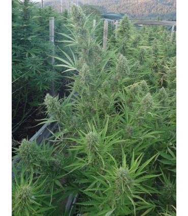 Auto Malawi x Northern Lights (ACE Seeds)