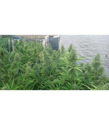 Auto Malawi x Northern Lights (ACE Seeds)