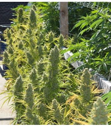 Auto Malawi x Northern Lights (ACE Seeds)