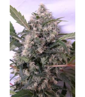 Bubba Hash (ACE Seeds)