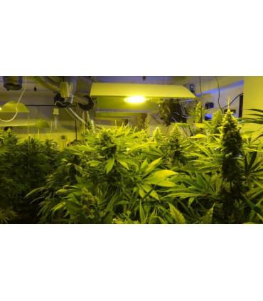 Bubba Hash (ACE Seeds)