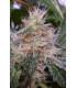 Bubba Hash (ACE Seeds)