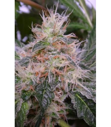 Bubba Hash (ACE Seeds)