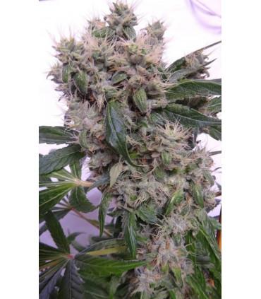 Bubba Hash (ACE Seeds)