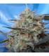 Congo x Kali China (ACE Seeds)