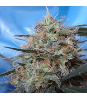 Congo x Kali China (ACE Seeds)