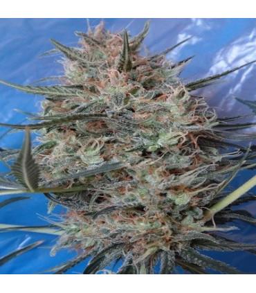 Congo x Kali China (ACE Seeds)
