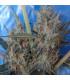 Congo x Kali China (ACE Seeds)