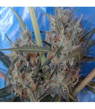 Congo x Kali China (ACE Seeds)