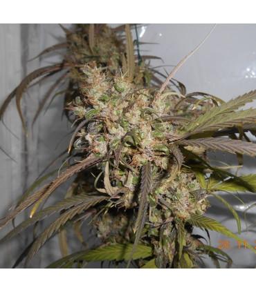 Haze x Kali China (ACE Seeds)