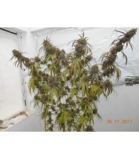 Haze x Kali China (ACE Seeds)