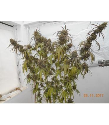 Haze x Kali China (ACE Seeds)