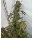 Haze x Kali China (ACE Seeds)
