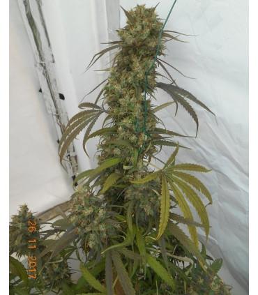 Haze x Kali China (ACE Seeds)