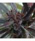 Haze x Kali China (ACE Seeds)