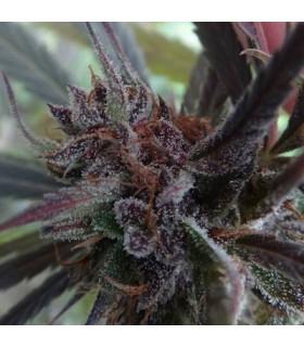 Haze x Kali China (ACE Seeds)