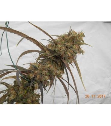 Haze x Kali China (ACE Seeds)