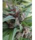 Haze x Kali China (ACE Seeds)
