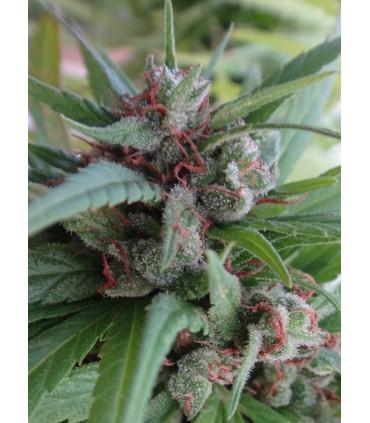 Haze x Kali China (ACE Seeds)