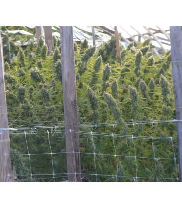 Killer A5 Haze (ACE Seeds)