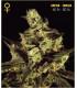 Exodus Cheese