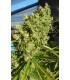 Killer A5 Haze (ACE Seeds)