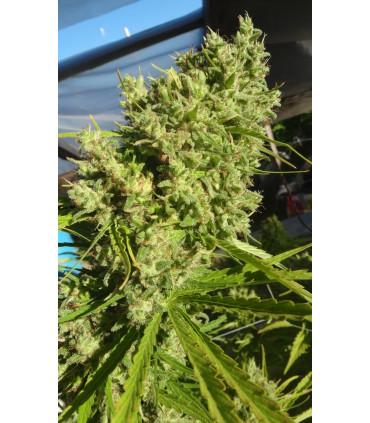 Killer A5 Haze (ACE Seeds)