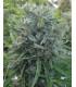 Killer A5 Haze (ACE Seeds)