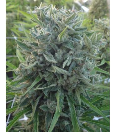 Killer A5 Haze (ACE Seeds)