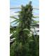 Killer A5 Haze (ACE Seeds)