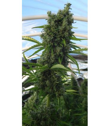 Killer A5 Haze (ACE Seeds)