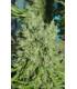 Killer A5 Haze (ACE Seeds)