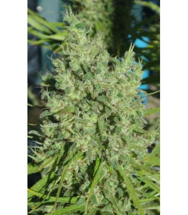 Killer A5 Haze (ACE Seeds)