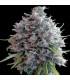 Killer A5 Haze (ACE Seeds)