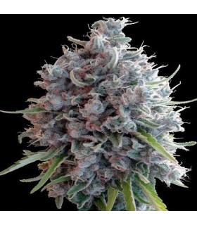 Killer A5 Haze (ACE Seeds)