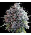 Killer A5 Haze