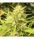 Malawi x Panama (ACE Seeds)