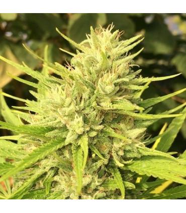 Malawi x Panama (ACE Seeds)
