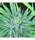 Malawi x Panama (ACE Seeds)