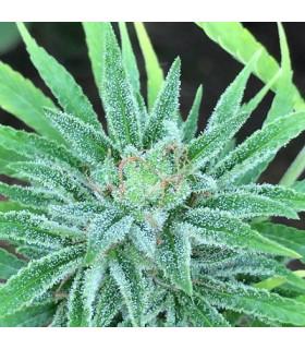 Malawi x Panama (ACE Seeds)