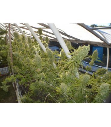 Killer A5 Haze (ACE Seeds)